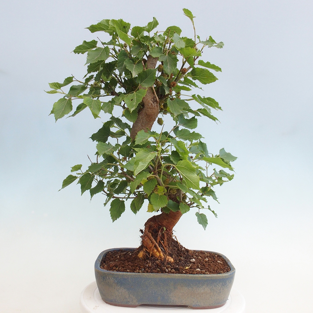 Bonsai für draußen -Morus alba - Maulbeere
