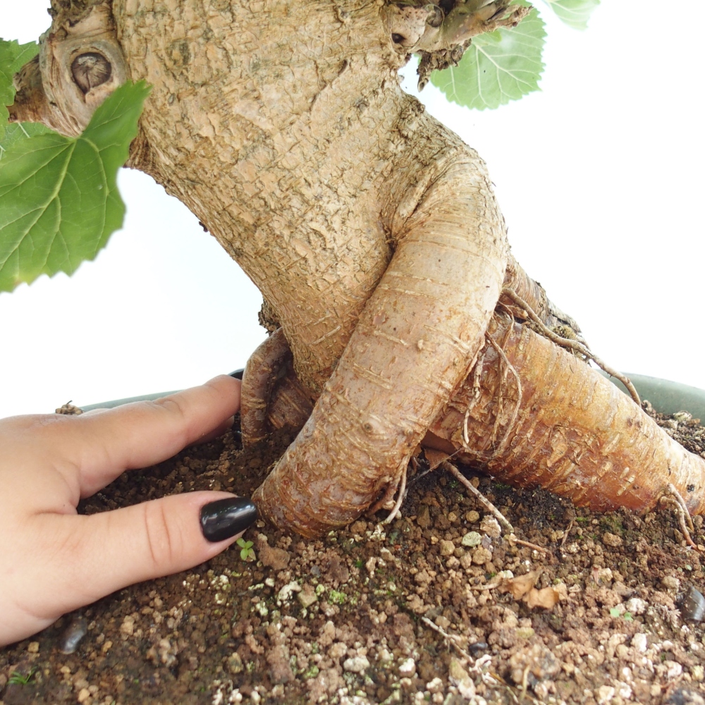 Bonsai für draußen -Morus alba - Maulbeere