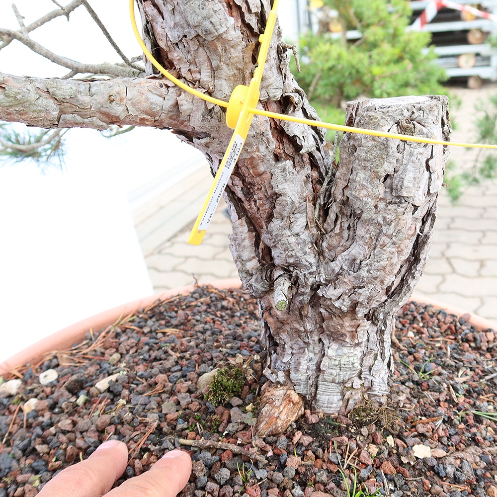 Pinus sylvestris Spanien – Waldkiefer