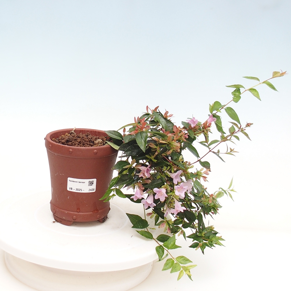 Bonsai für draußen - Abelia Grandiflora - Abelia grandiflora