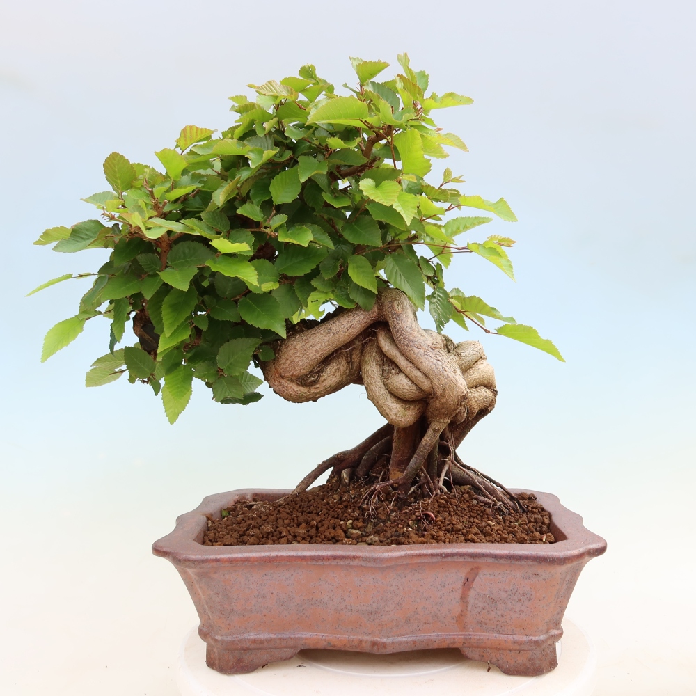Bonsai für draußen - Karpinus Coreana - Koreanische Hainbuche