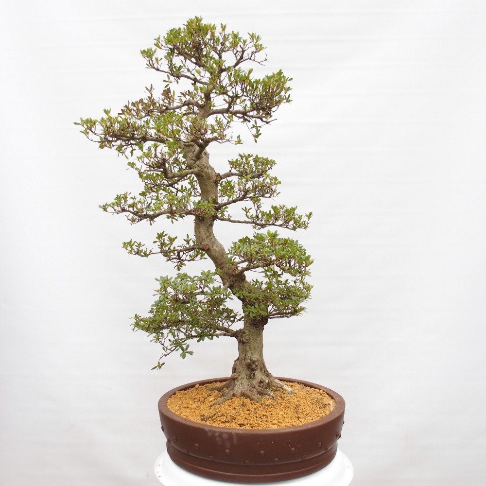 Bonsai für draußen - Japanische Azalee - Azalee Ai-no-Tsuki