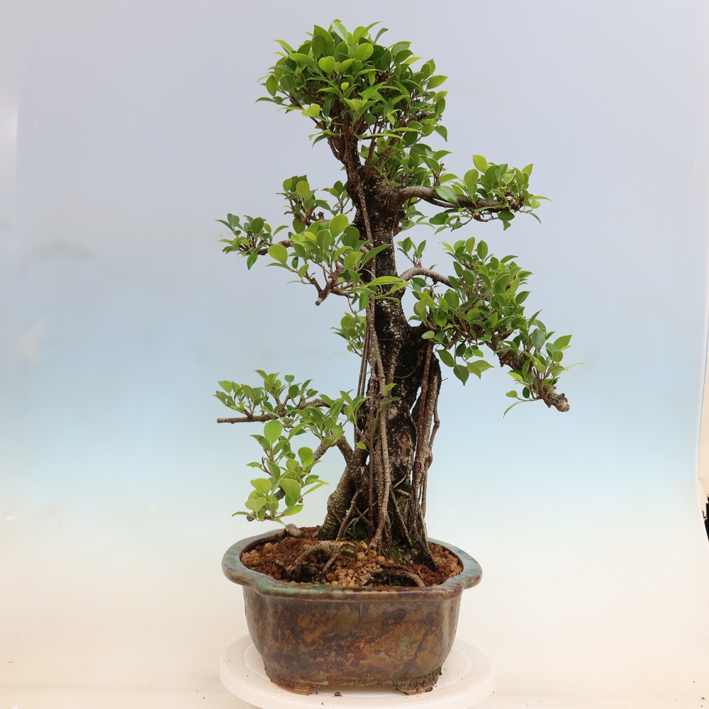 Zimmerbonsai - Ficus kimmen - Kleinblättriger Ficus