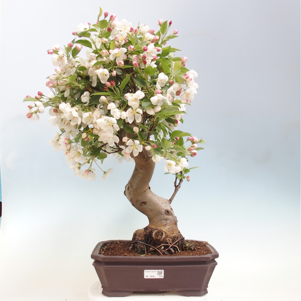 Outdoor-Bonsai -Malus halliana - Kleinfrüchtiger Apfelbaum