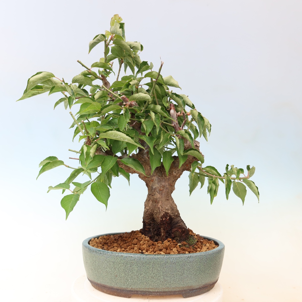 Bonsai für den Außenbereich – Japanischer Aprikosenbaum – Prunus Mume