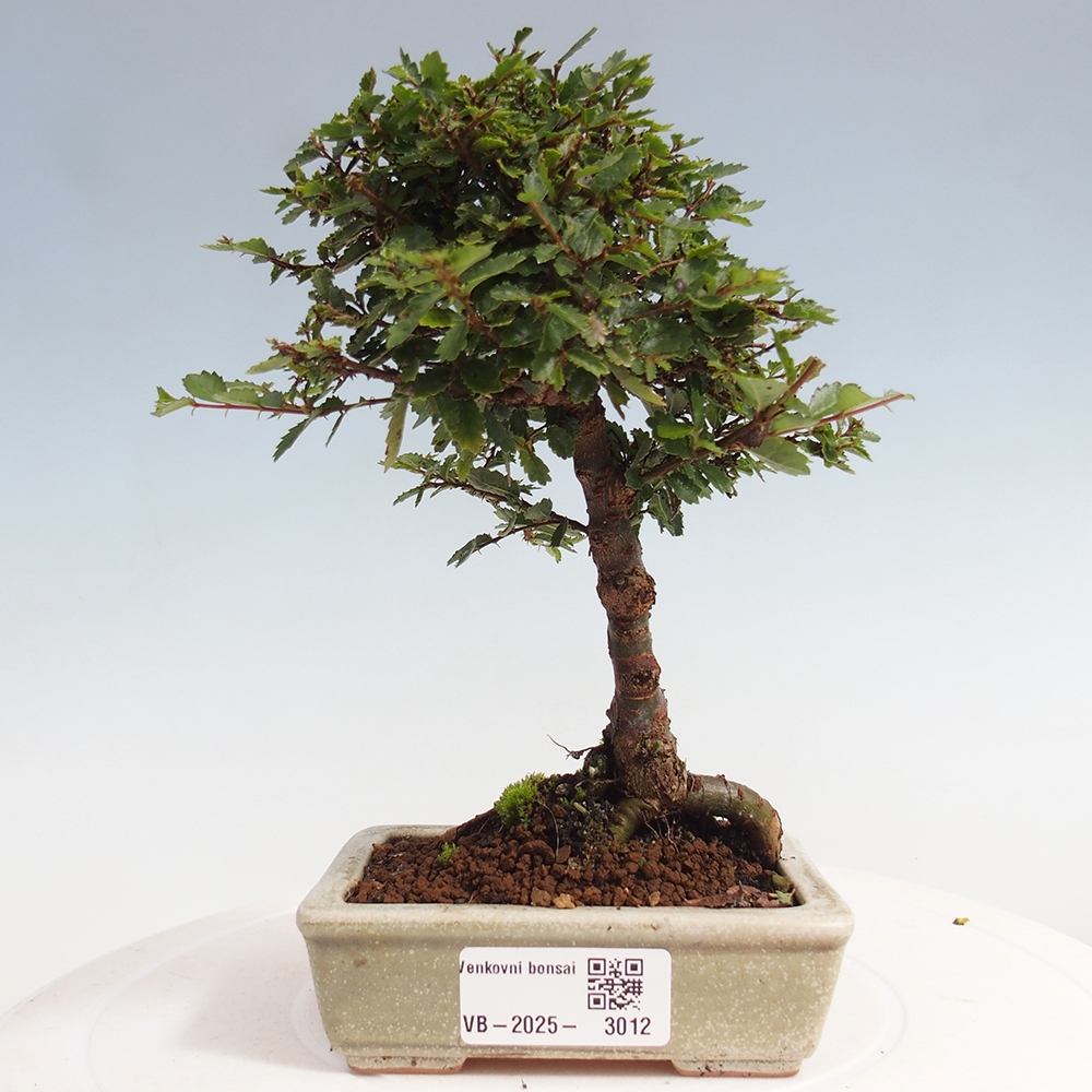 Bonsai für draußen - Ulmus parvifolia Sagei - Kleinblättrige Ulme