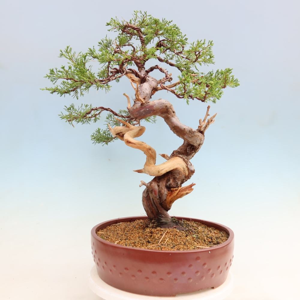 Bonsai für draußen - Juniperus chinensis Itoigawa-Juniperus chinensis