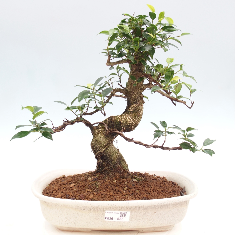 Zimmerbonsai - Ficus kimmen - Kleinblättriger Ficus