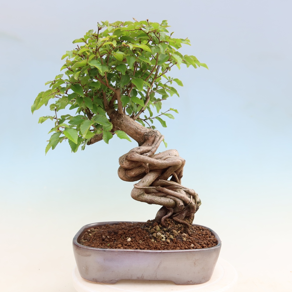 Bonsai für draußen - Karpinus Coreana - Koreanische Hainbuche