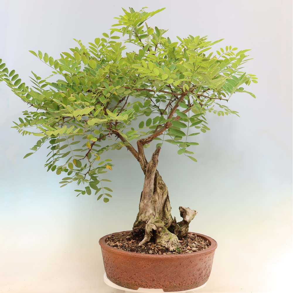 Bonsai für draußen - Dorn-Akazie - Robinia pseudoacacia