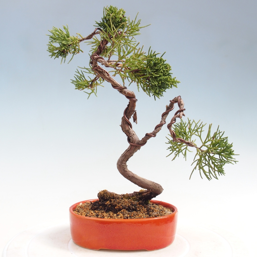 Bonsai für draußen - Juniperus chinensis Kishu