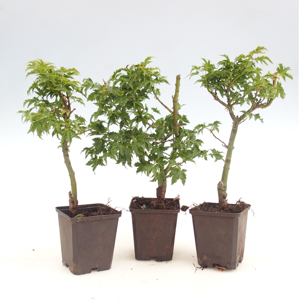 Bonsai für draußen -Javor palmate - Acer palmatum Shishigashira im Container