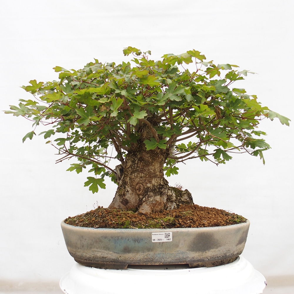 Bonsai für draußen -Javor babyka - Acer campestre