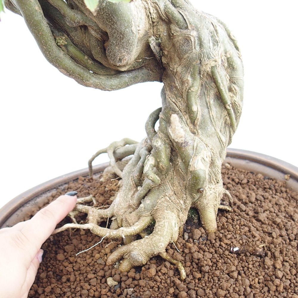 Bonsai für draußen - Acer Buergerianum - Bergahorn