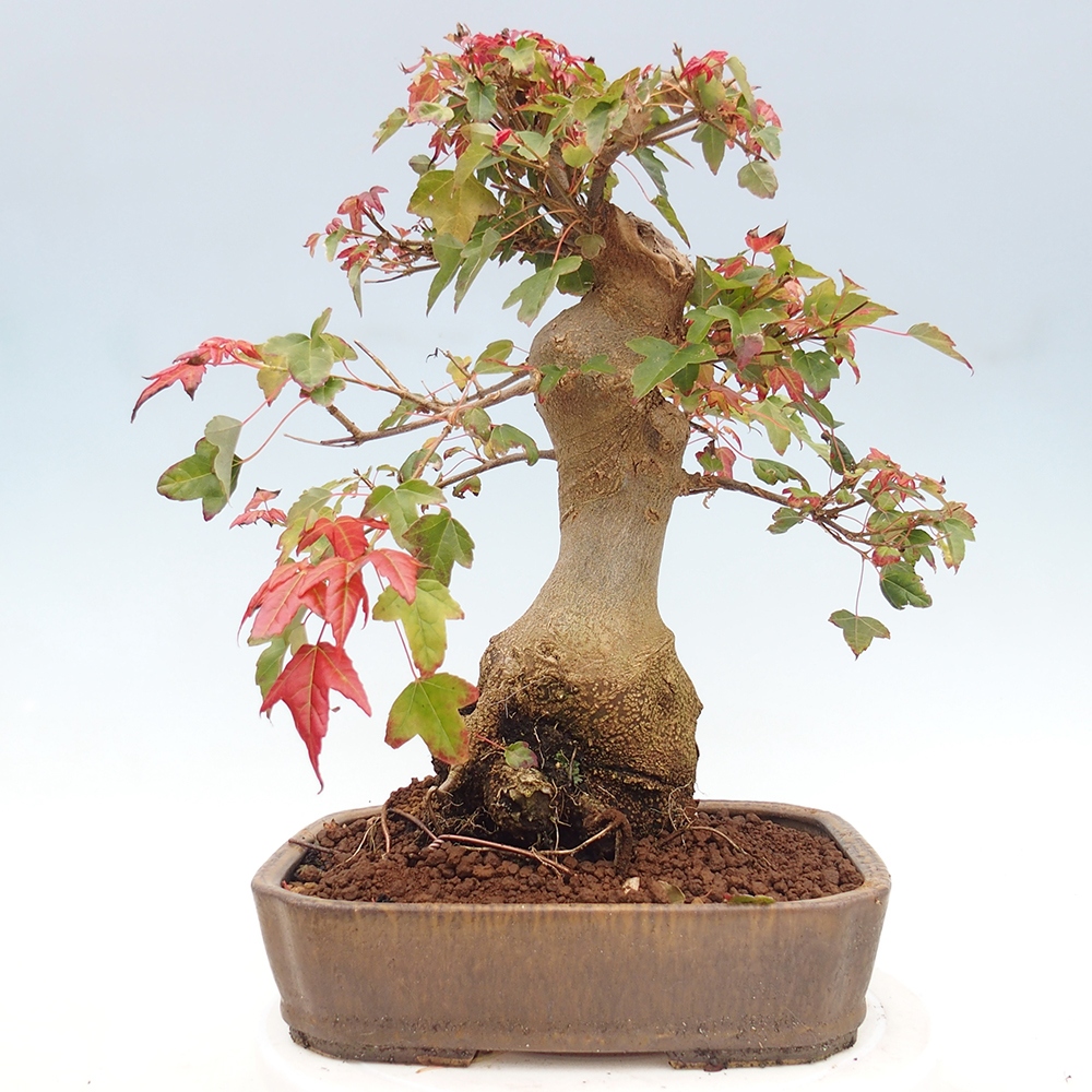 Bonsai für draußen - Acer Buergerianum - Bergahorn
