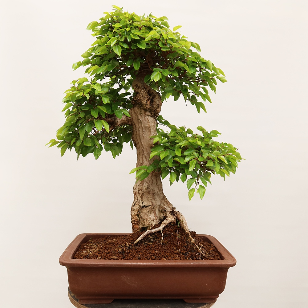 Bonsai für draußen - Karpinus Coreana - Koreanische Hainbuche