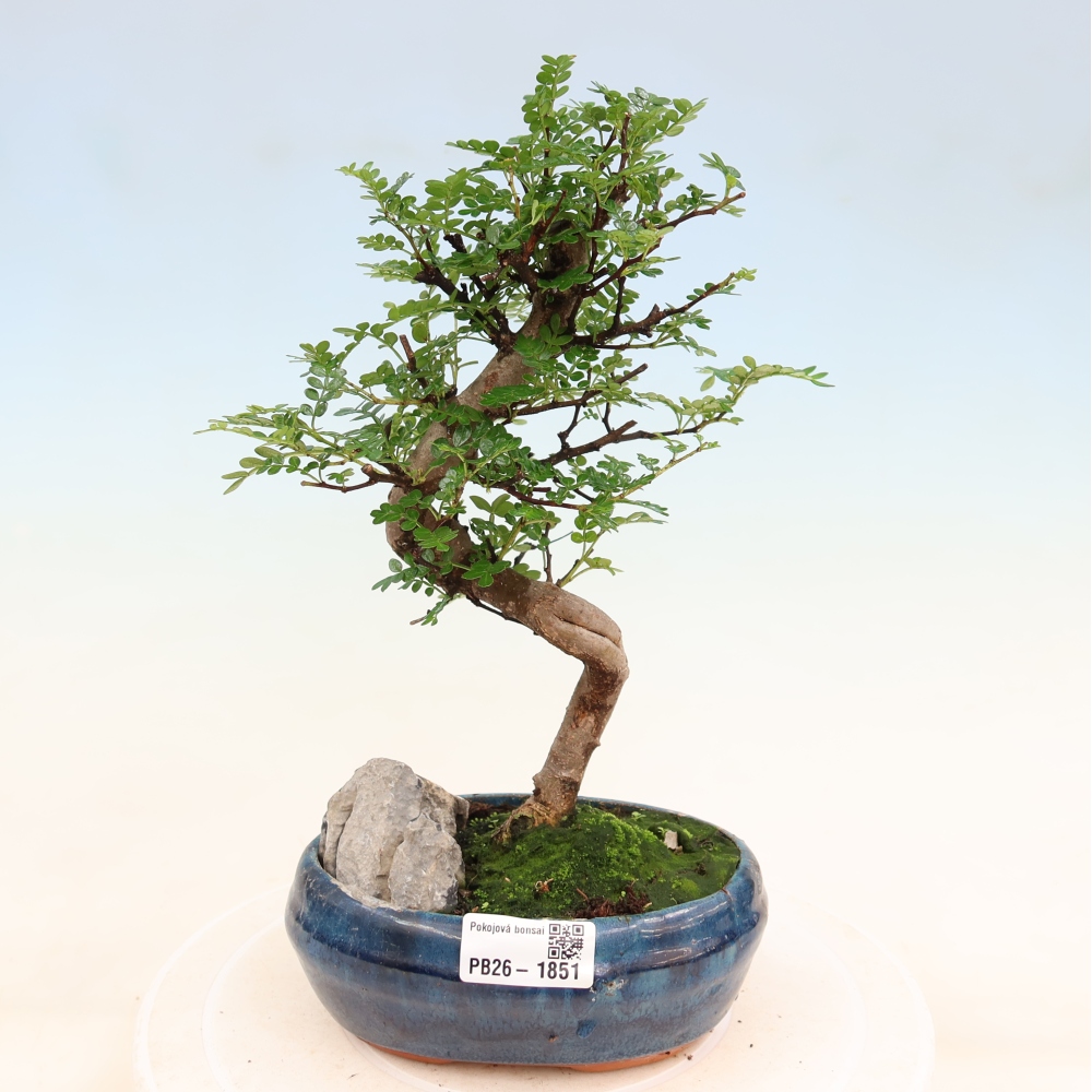 Zimmer Bonsai - Zantoxylum piperitum - Pfefferbaum