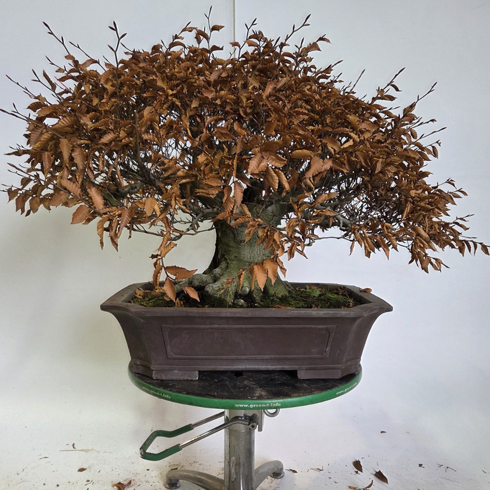Bonsai für draußen - Fagus crenata