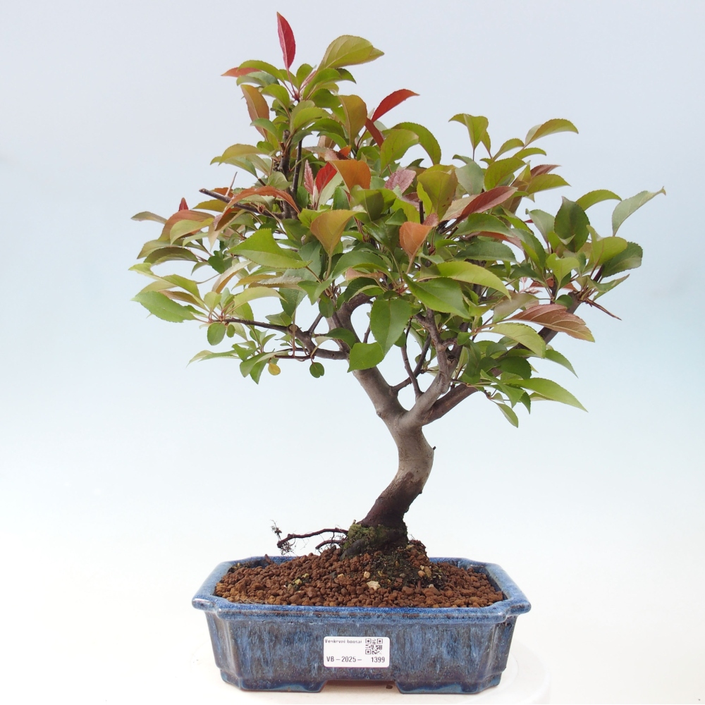 Outdoor-Bonsai -Malus domestica - Kleinfrüchtiger rotblättriger Apfelbaum