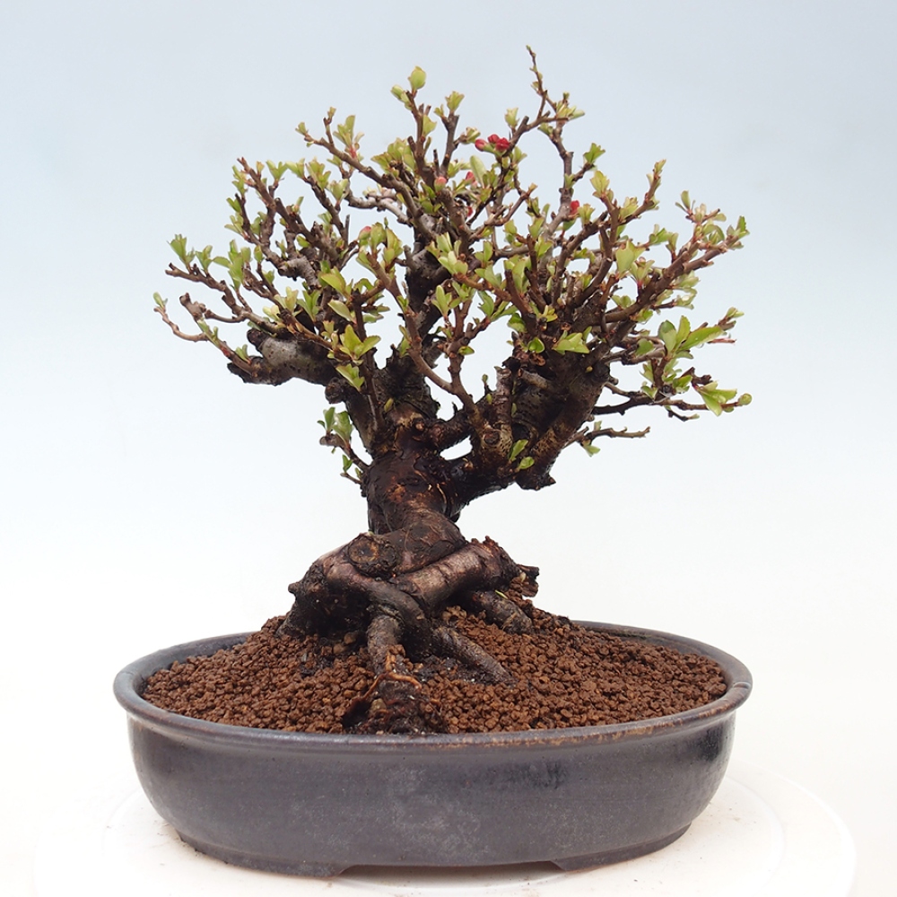Bonsai für draußen - Chaneomeles speciosa - Quitte