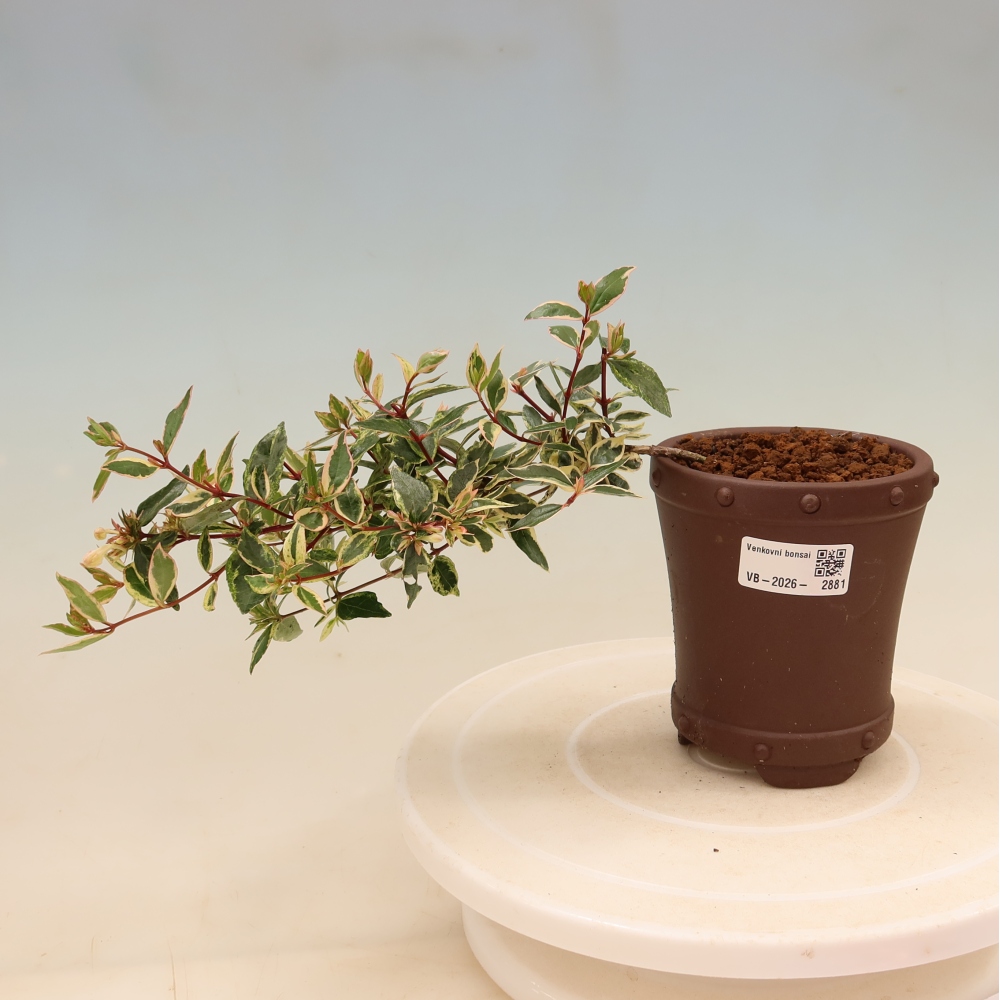 Bonsai für den Außenbereich – Abelia gr. Confetti – Großblütige Abelie