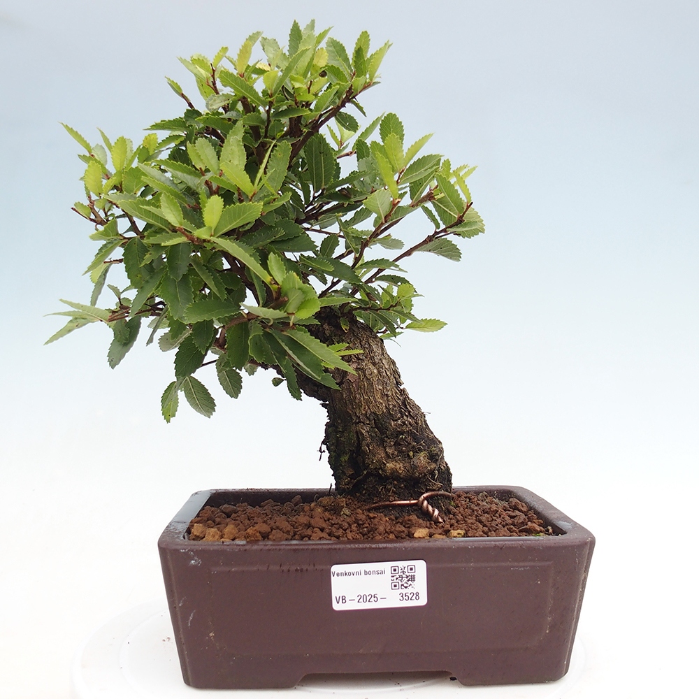 Bonsai für draußen - Zelkova - Zelkova NIRE