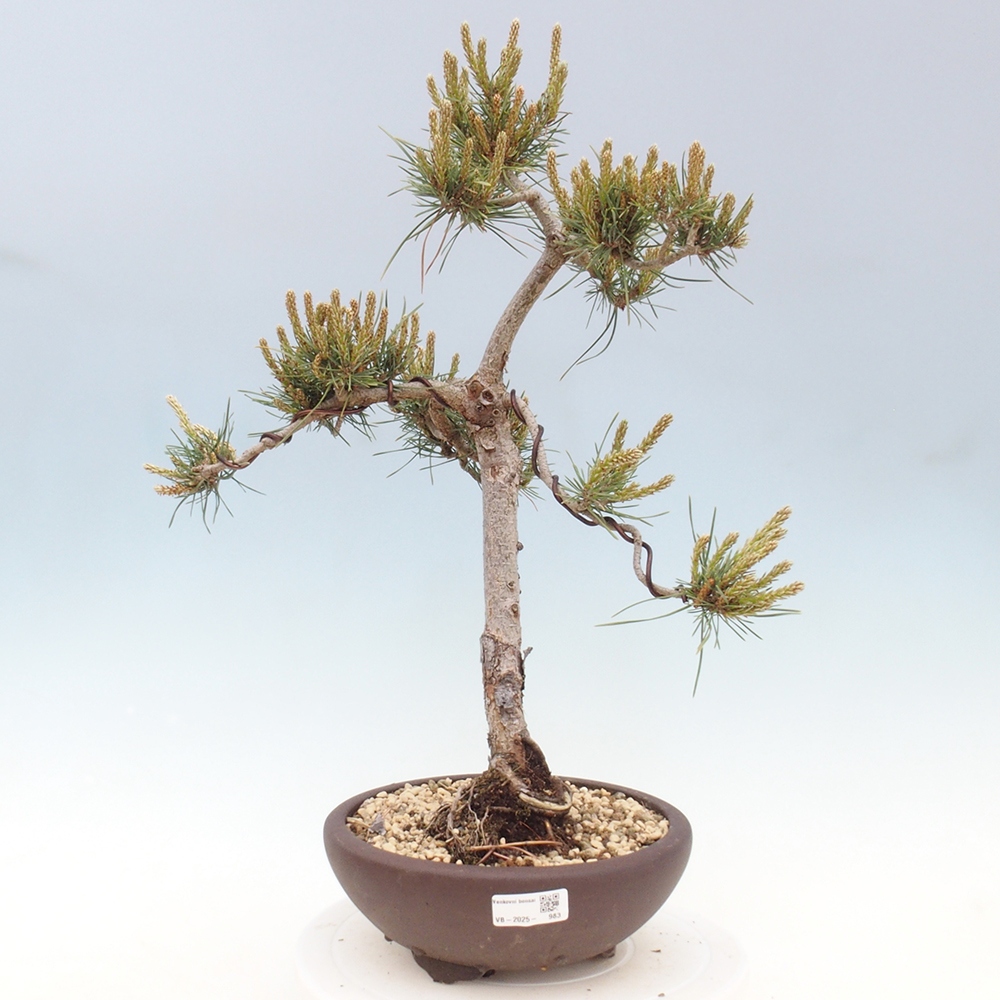 Bonsai für draußen - Pinus Sylvestris Watererri - Waldkiefer