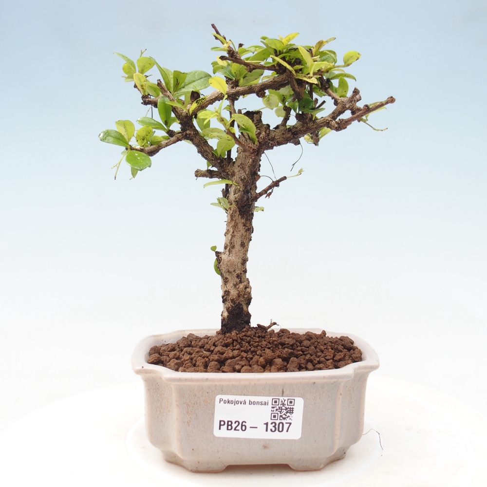 Zimmer-Bonsai - Carmona macrophylla - Tee-Fuki