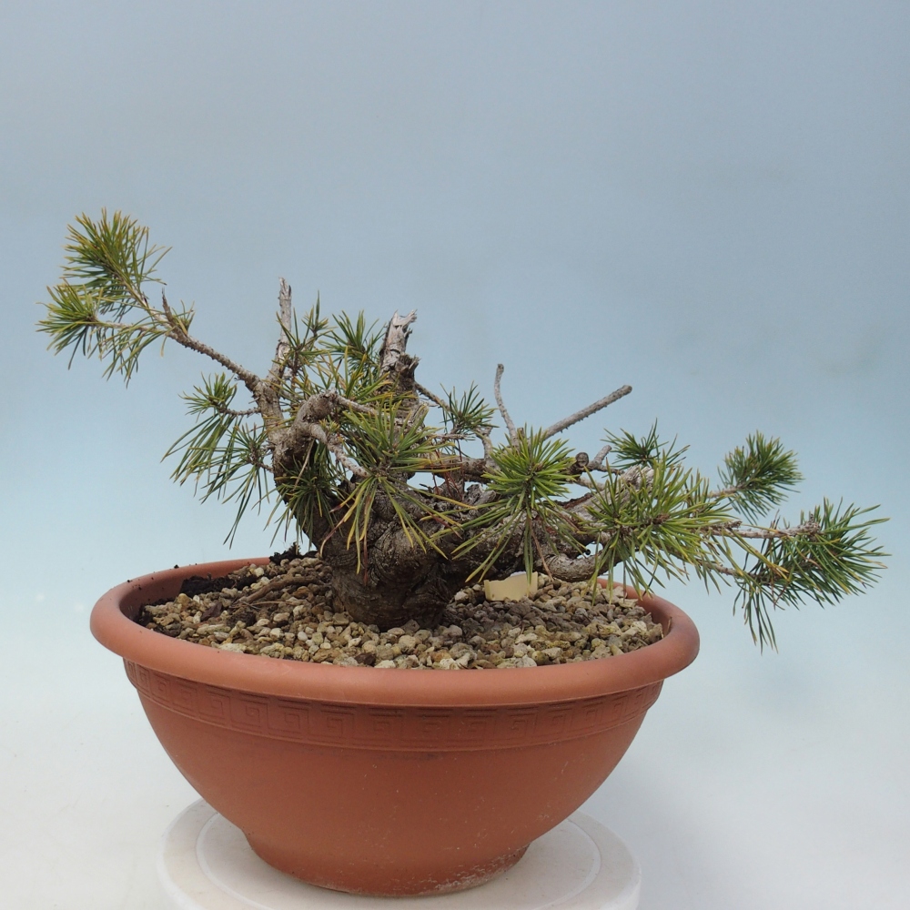 Yamadori - Pinus sylvestris Spanien