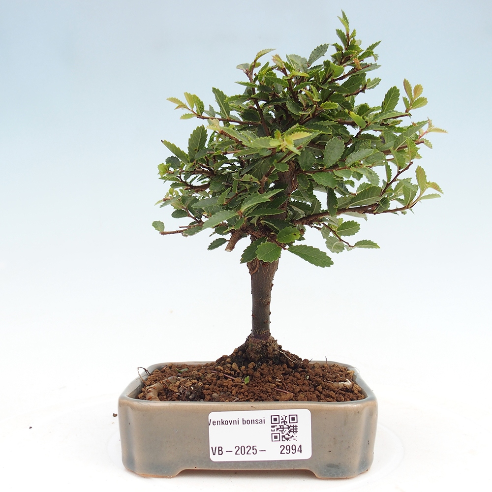 Bonsai für draußen - Ulmus parvifolia Sagei - Kleinblättrige Ulme