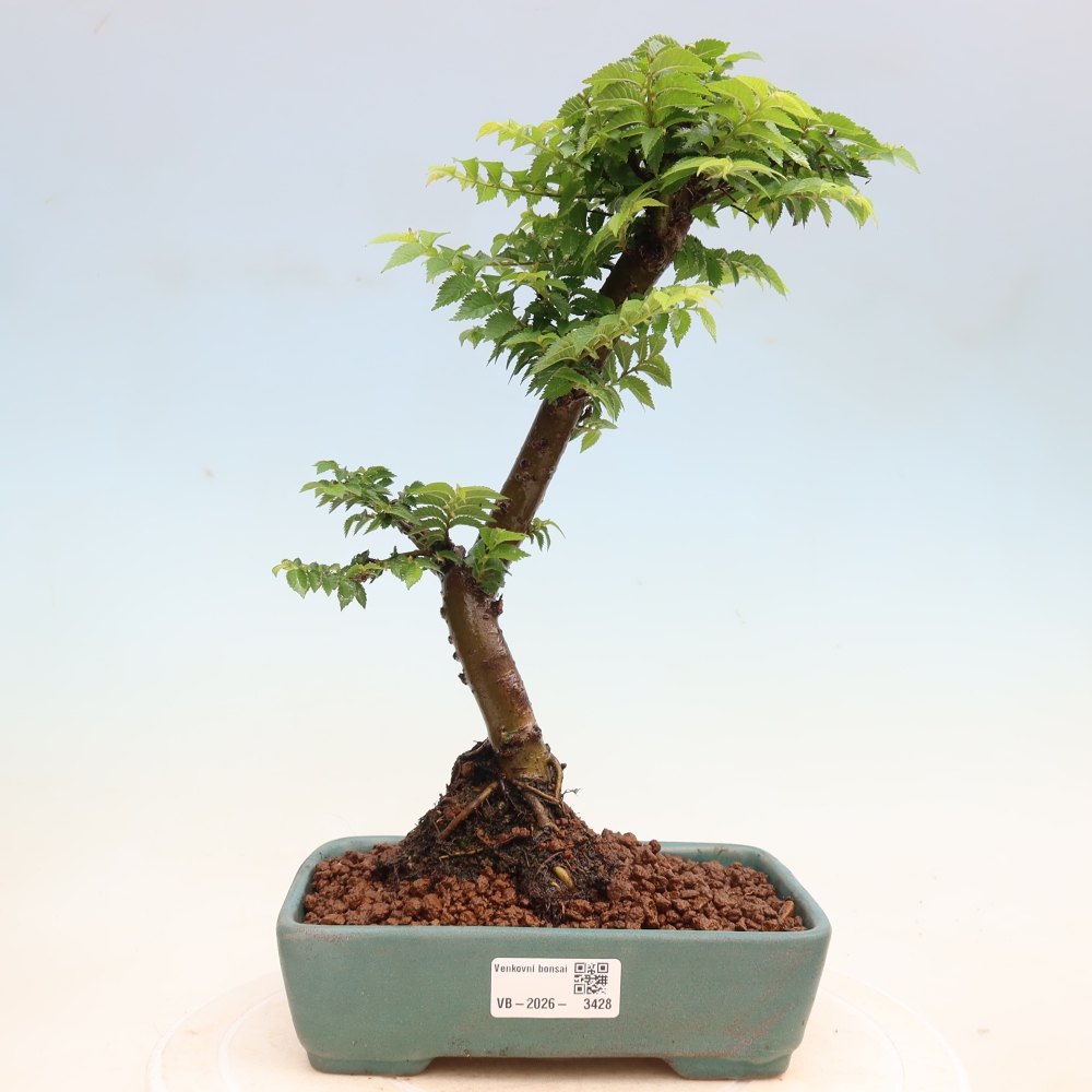 Bonsai für den Außenbereich – Ulmus Jacqueline Hillier – Pappelulme