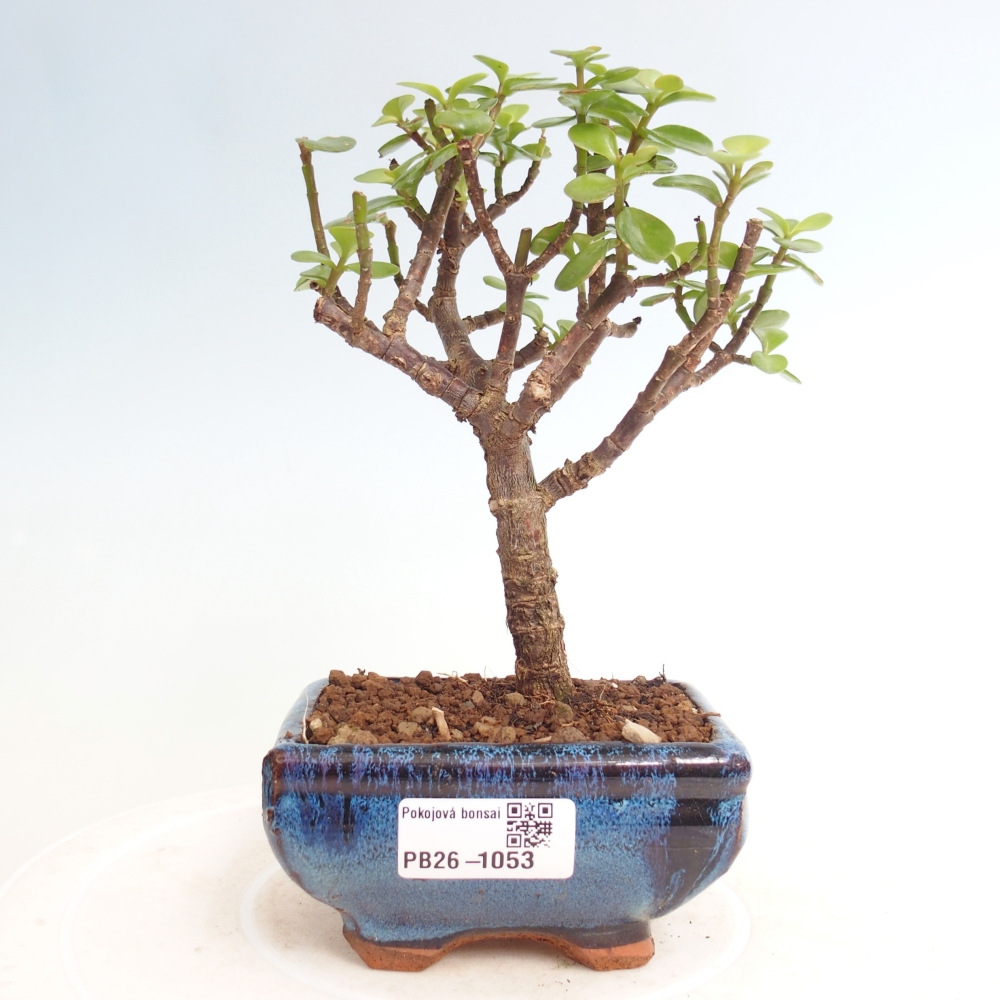 Zimmer Bonsai - Portulakaria Afra - Tlustice