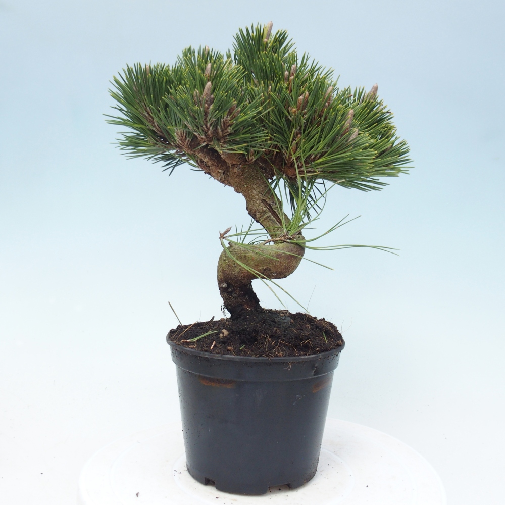 Bonsai für draußen - Pinus thunbergii senjyumaru - Thunberg-Kiefer