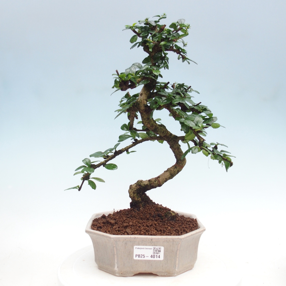 Zimmer-Bonsai - Carmona macrophylla - Tee-Fuki