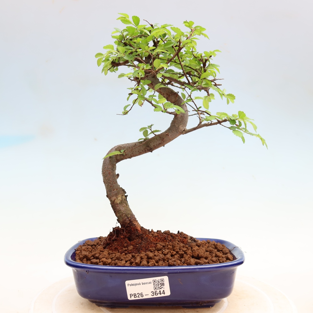 Zimmerbonsai - Ulmus parvifolia - Kleinblättrige Ulme
