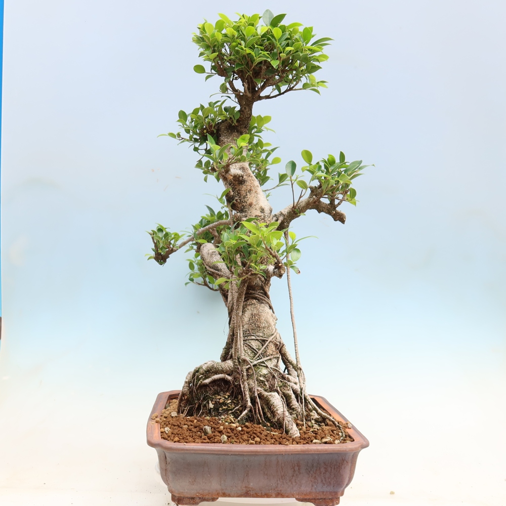 Zimmerbonsai - Ficus kimmen - Kleinblättriger Ficus