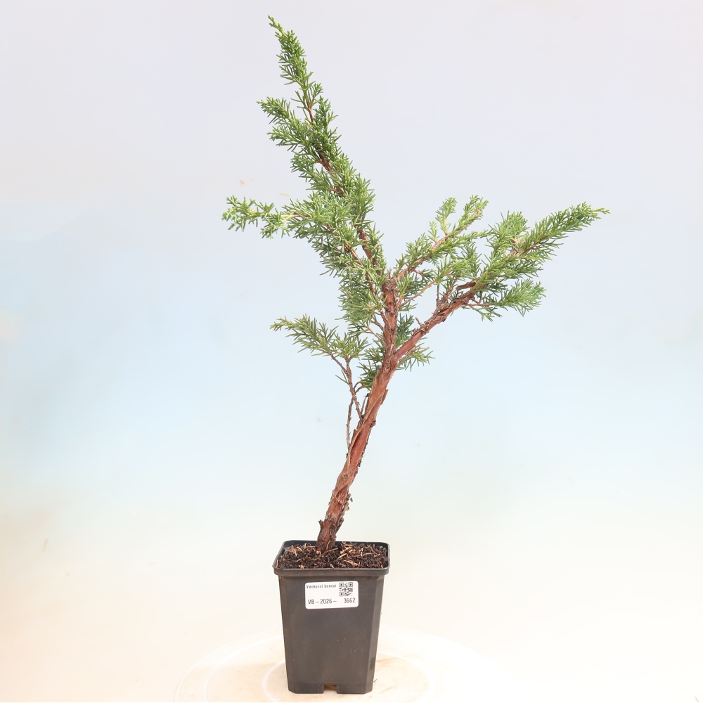 Bonsai für draußen - Juniperus chinensis Kishu