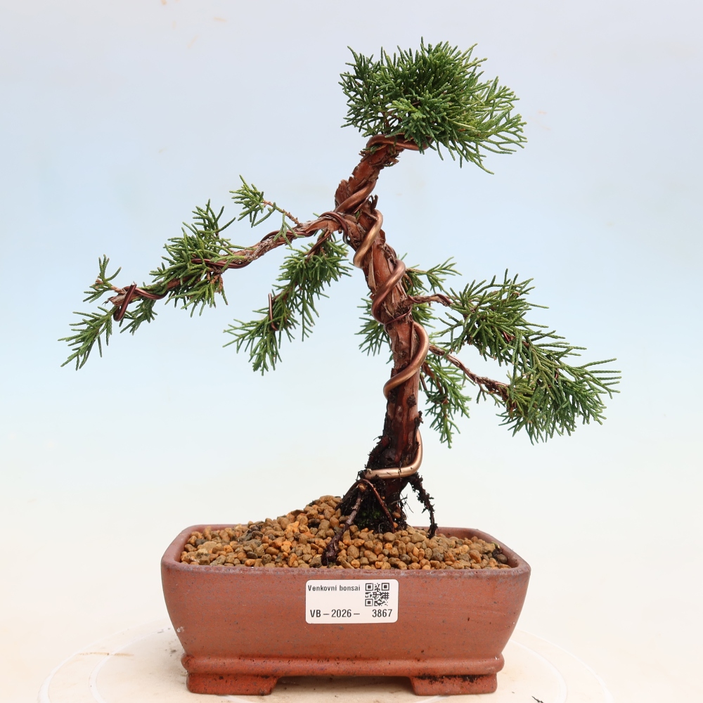 Bonsai für draußen - Juniperus chinensis Kishu