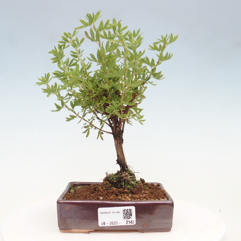 Bonsai für draußen - Potentila fruticosa gelber Vogel