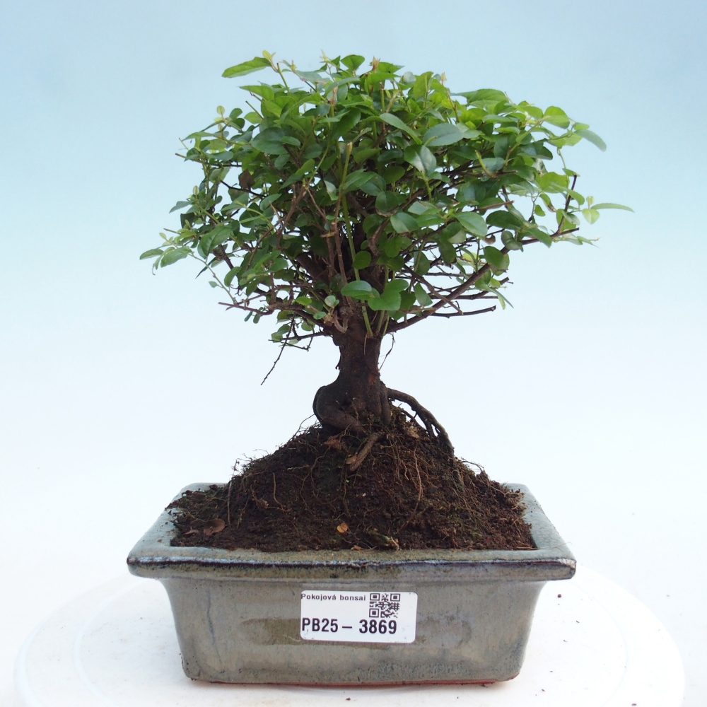 Zimmer Bonsai - Sageretia thea - Sageretia thea