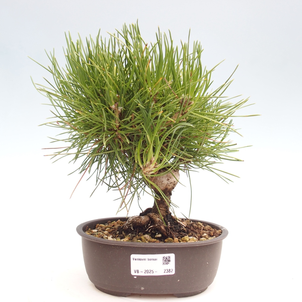 Bonsai für draußen - Pinus thunbergii - Thunberg-Kiefer