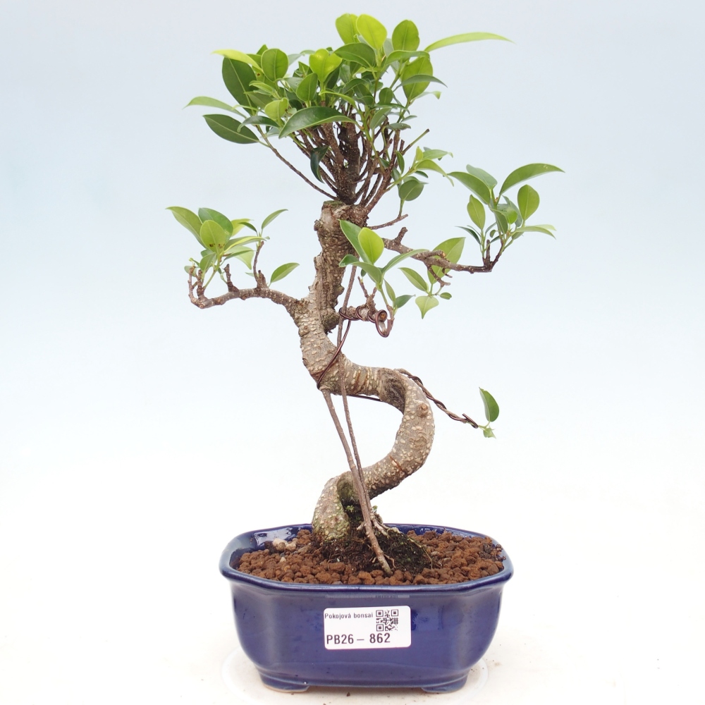 Zimmerbonsai - Ficus retusa - Kleinblättriger Ficus