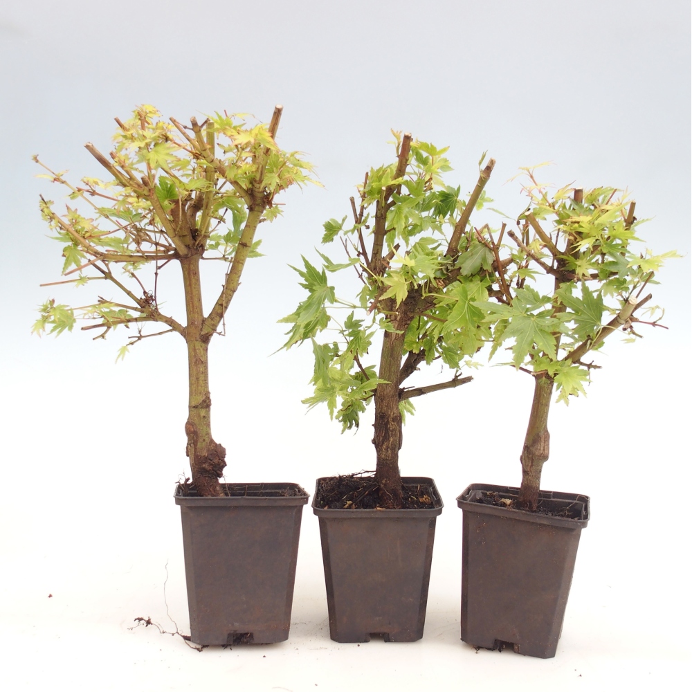 Bonsai für draußen - Acer palmatum Dr Tilt im Container