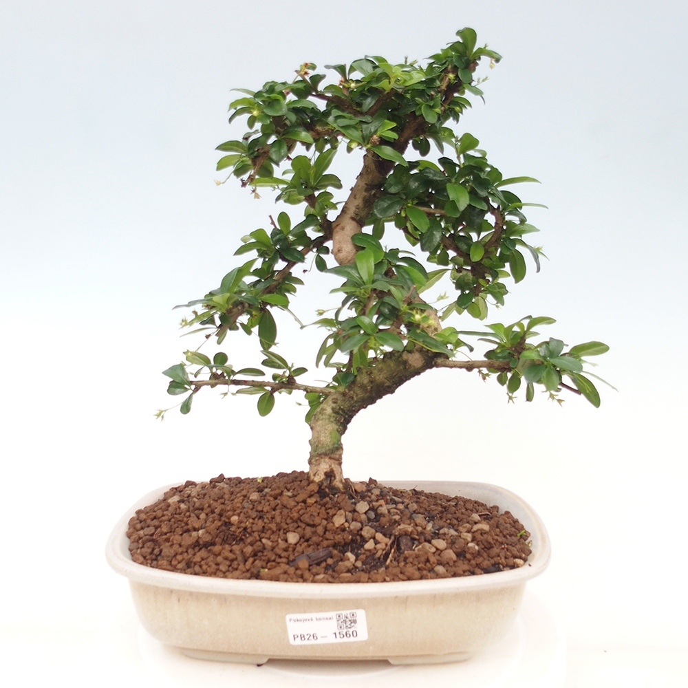 Zimmer-Bonsai - Carmona macrophylla - Tee-Fuki