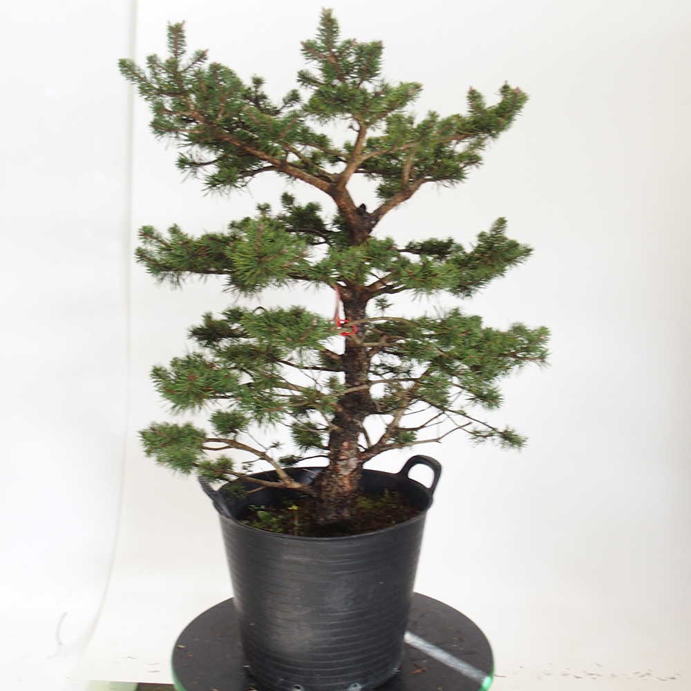 Yamadori - Pinus sylvestris Spanien