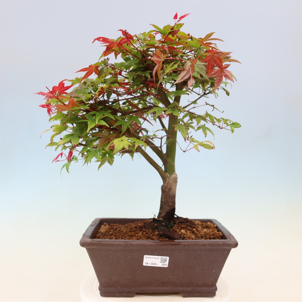 Spitzahorn - Acer palmatum Beni Tsukasa