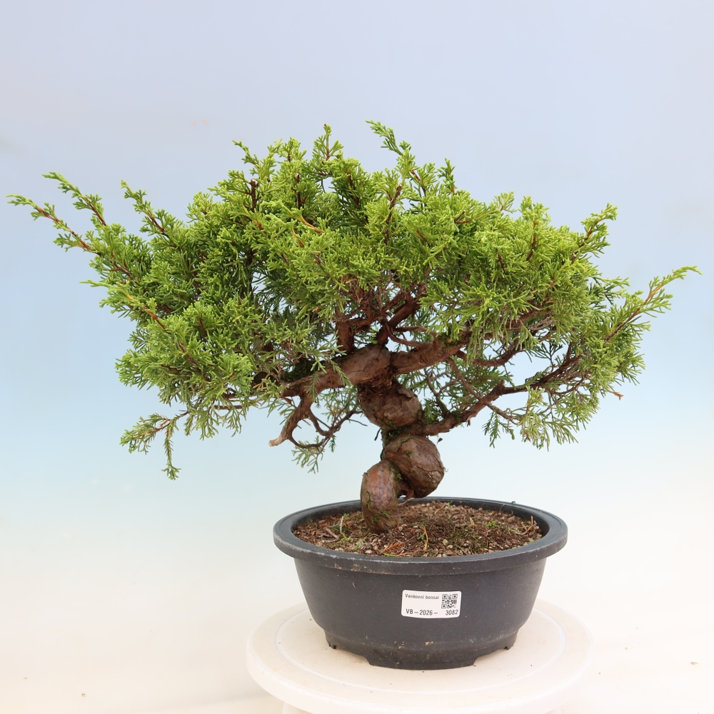 Bonsai für draußen - Juniperus chinensis Itoigawa-Juniperus chinensis