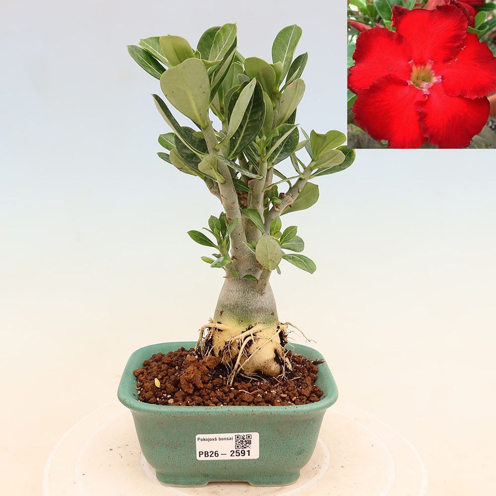 Zimmerbonsai – Adenium obesum „Red Star“ – Wüstenrose