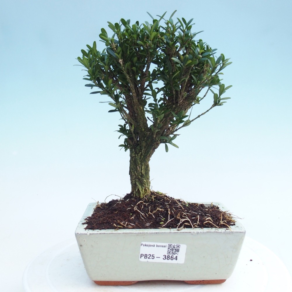 Zimmer Bonsai - Buxus harlandii - Korkbuxus