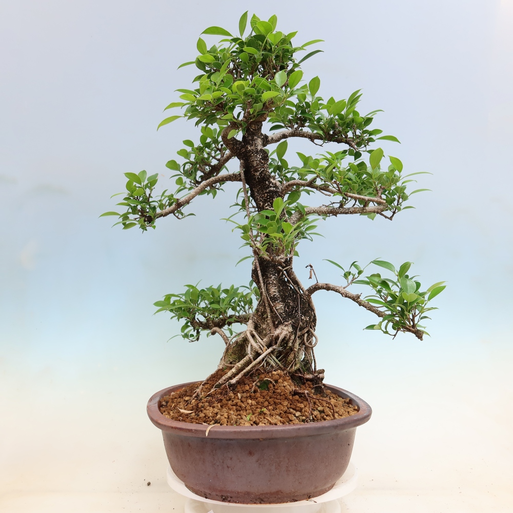 Zimmerbonsai - Ficus kimmen - Kleinblättriger Ficus